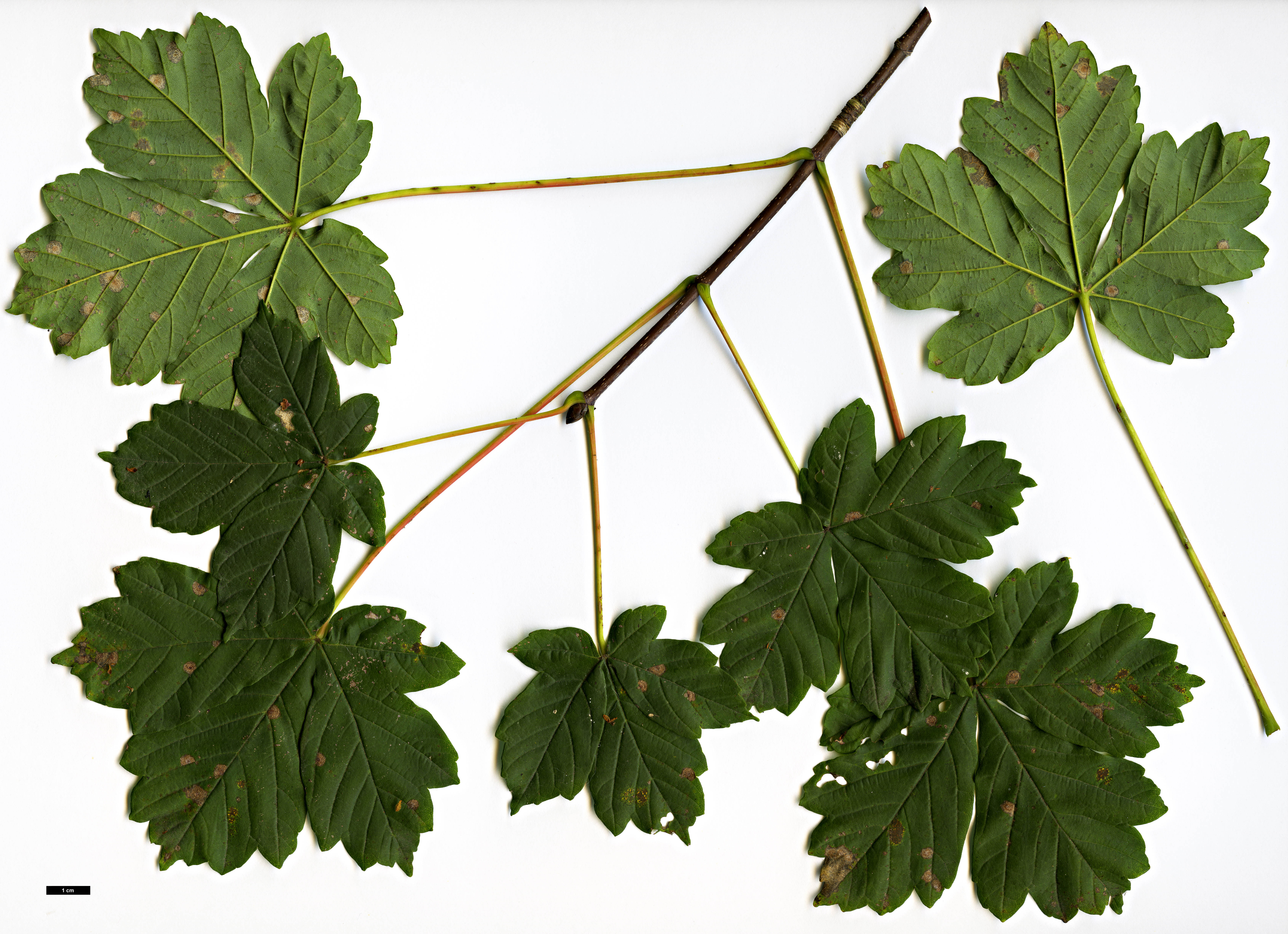 High resolution image: Family: Sapindaceae - Genus: Acer - Taxon: heldreichii - SpeciesSub: var. macropterum